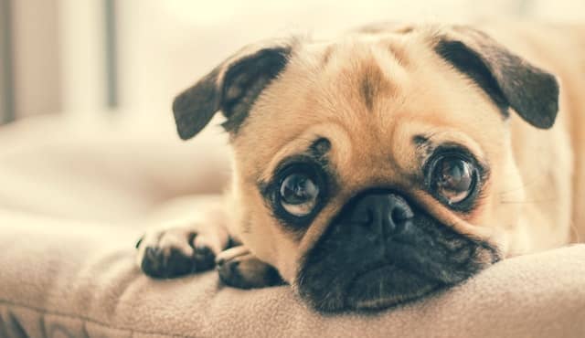 Pug - Best Small Dogs for Kids That Everyone Should Have