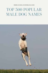 male dog names cool