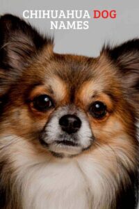Best Chihuahua dog names