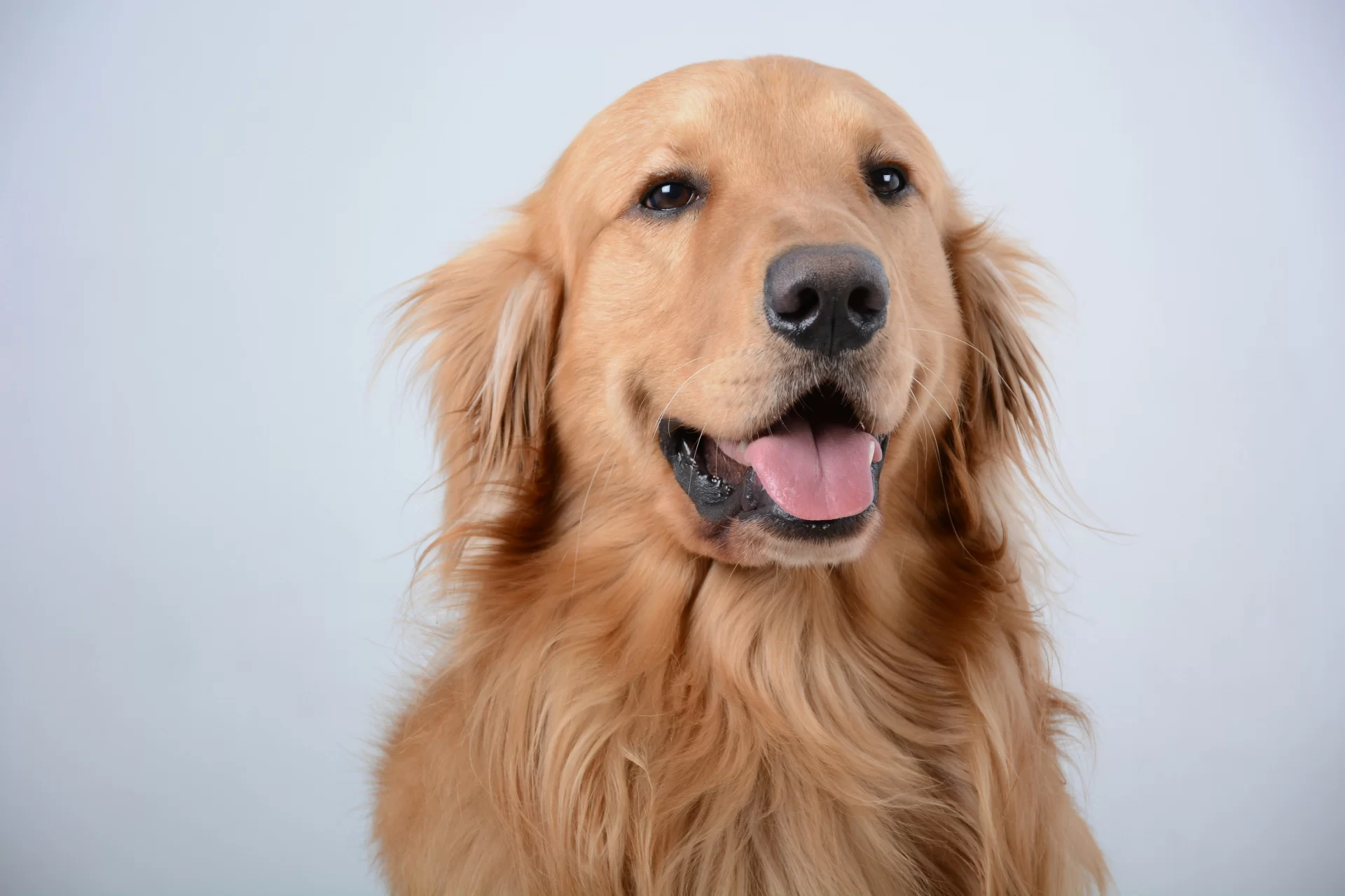 Dog Names for Golden Retriever