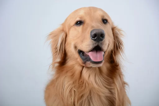 Dog Names for Golden Retriever