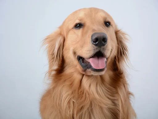 Dog Names for Golden Retriever