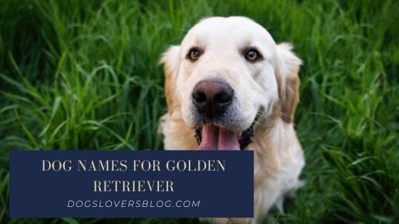 Dog Names for Golden Retriever