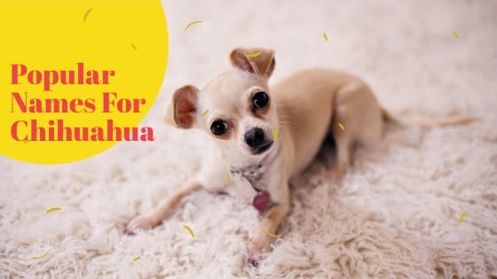 Chihuahua dog names