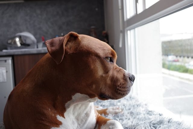 500 Awesome Pitbull Dog Names 2023: From Sweet to Unique 500 Awesome Pitbull Dog Names 2023: From Sweet to Unique