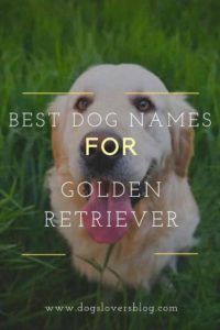 dog names for golden retrievers