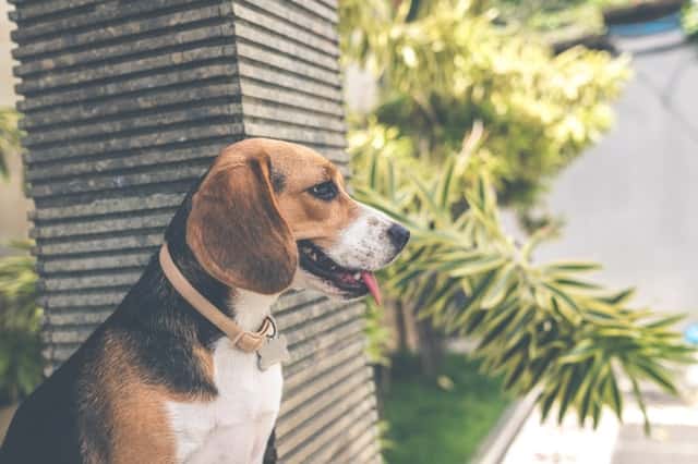 Beagle Dog Names