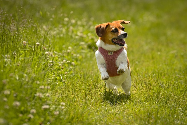 Best Beagle Dog Names A Complete Guide to Naming Your New Beagle