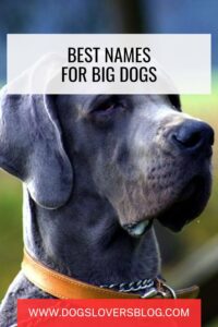+350 Best Names For Big Dogs The Best Names for Your Large Breed