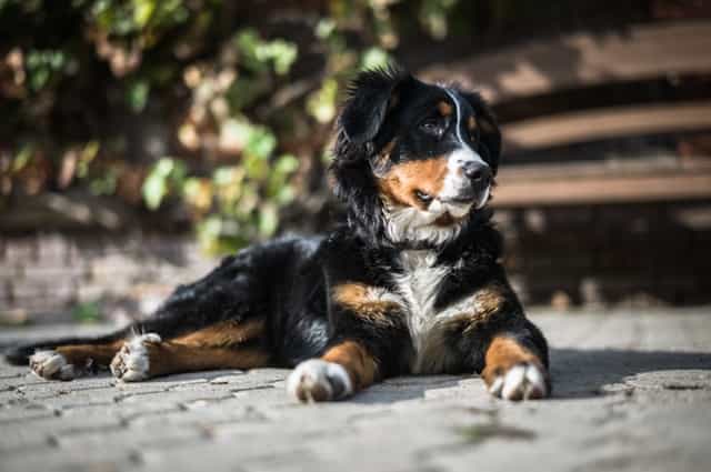 Best Dog Breeds for Hiking - Bernese Mountain Dog