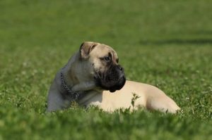 Best Giant Dog Breeds - Bullmastiff