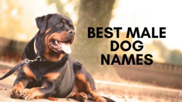 Best Male Dog Names