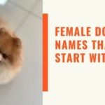 Female Dog Names That Start With A