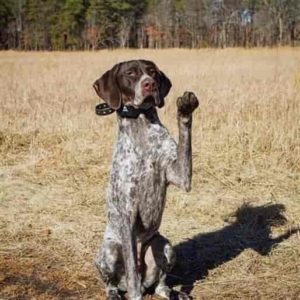 best dogs for hiking and running - German Shorthaired Pointer