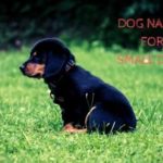dog names for small dogs