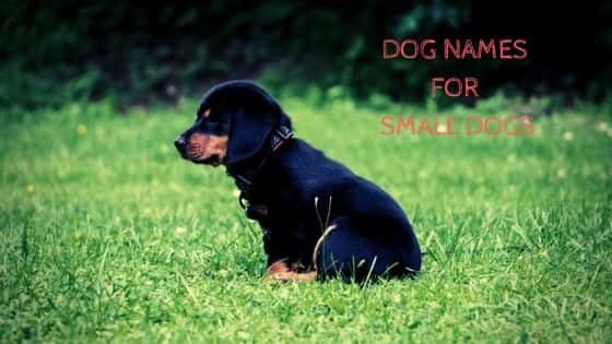 dog names for small dogs