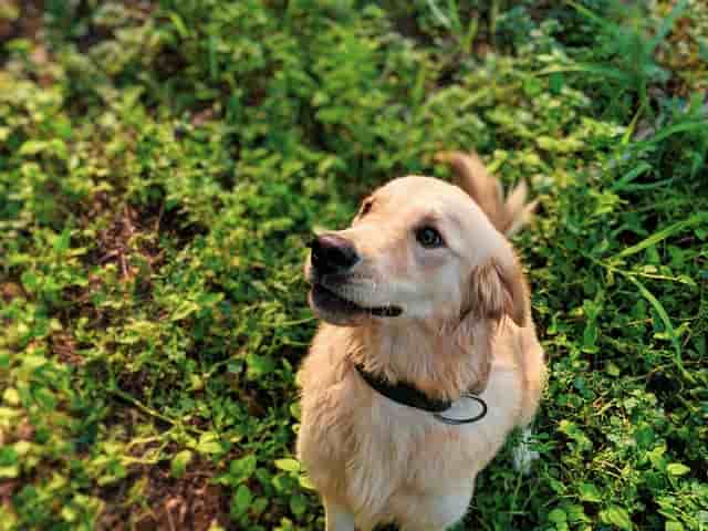 take your dog hiking - Labrador Retriever