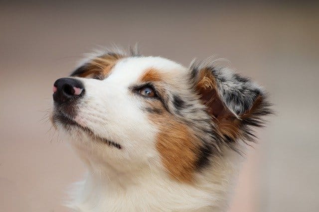 250 Amazing Australian Shepherd Names Dogs