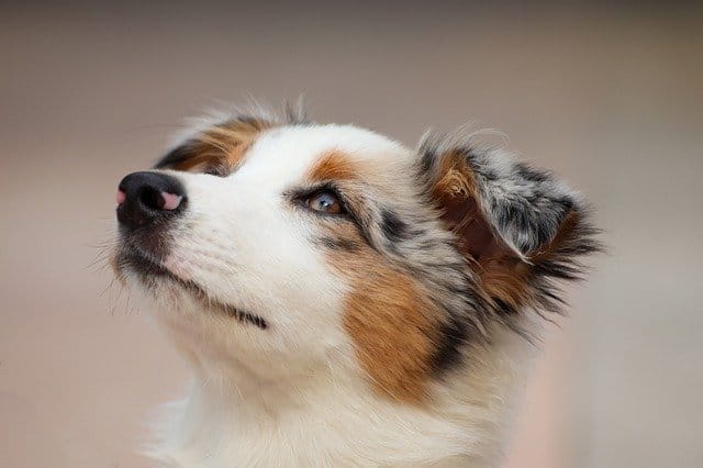 Produktion type fjerkræ 250 Amazing Australian Shepherd Names For Dogs