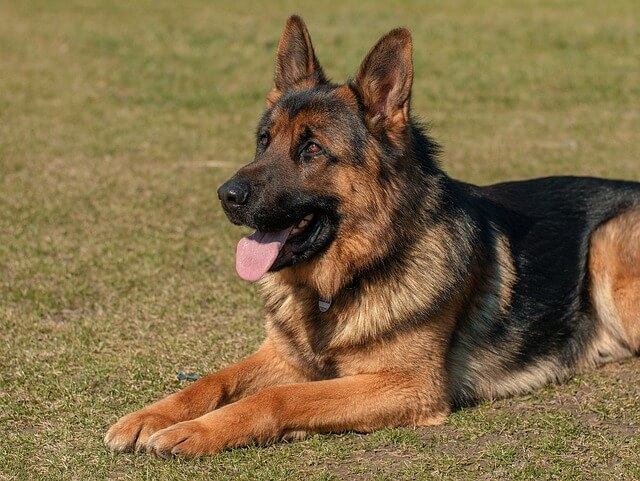 Best German Shepherd Dog Names