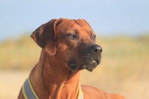 Best Guard Dog Breeds - Rhodesian Ridgeback