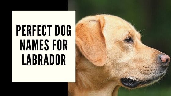 350 Perfect Dog Names For Labrador The Ultimate List