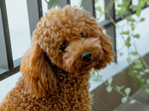 Small Curly Haired Dogs 10 Best Breeds