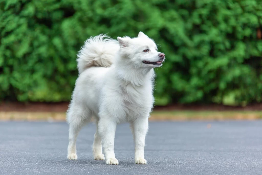 american-eskimo-toy-white-fluffy