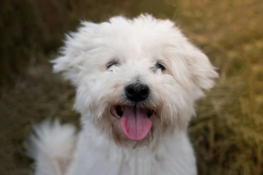 bichon-frise-white-fluffy-curly-dog