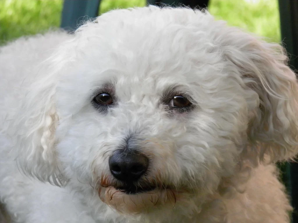 bolognese-dog-small-white-curly