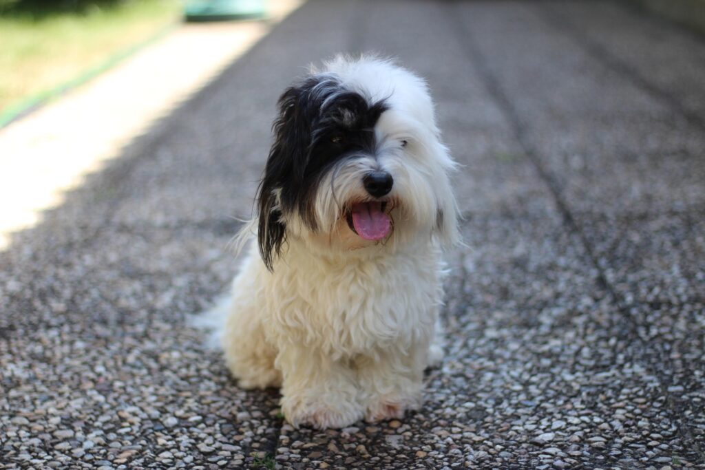 coton-de-tulear-small-curly-dog