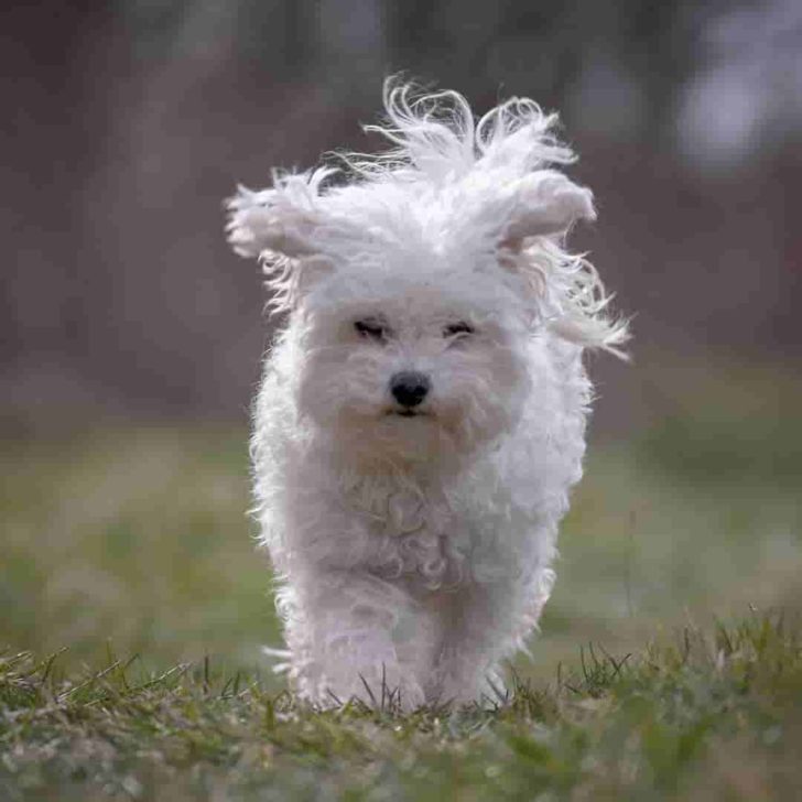 5 Best Small Curly Haired Dogs ( With Pictures 2023 )