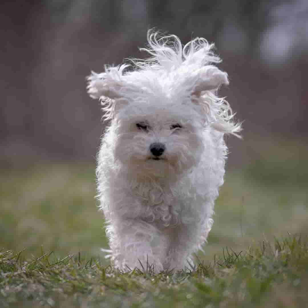 curly haired dogs - Bolognese Dog