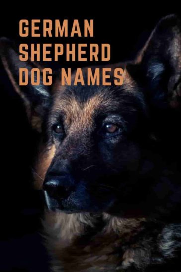  400 Great German Shepherd Dog Names UPDATED 2023 