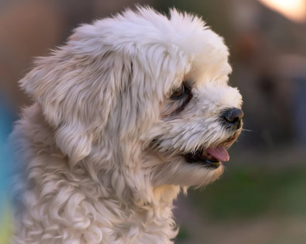 havanese-small-curly-wavy-hair-dog