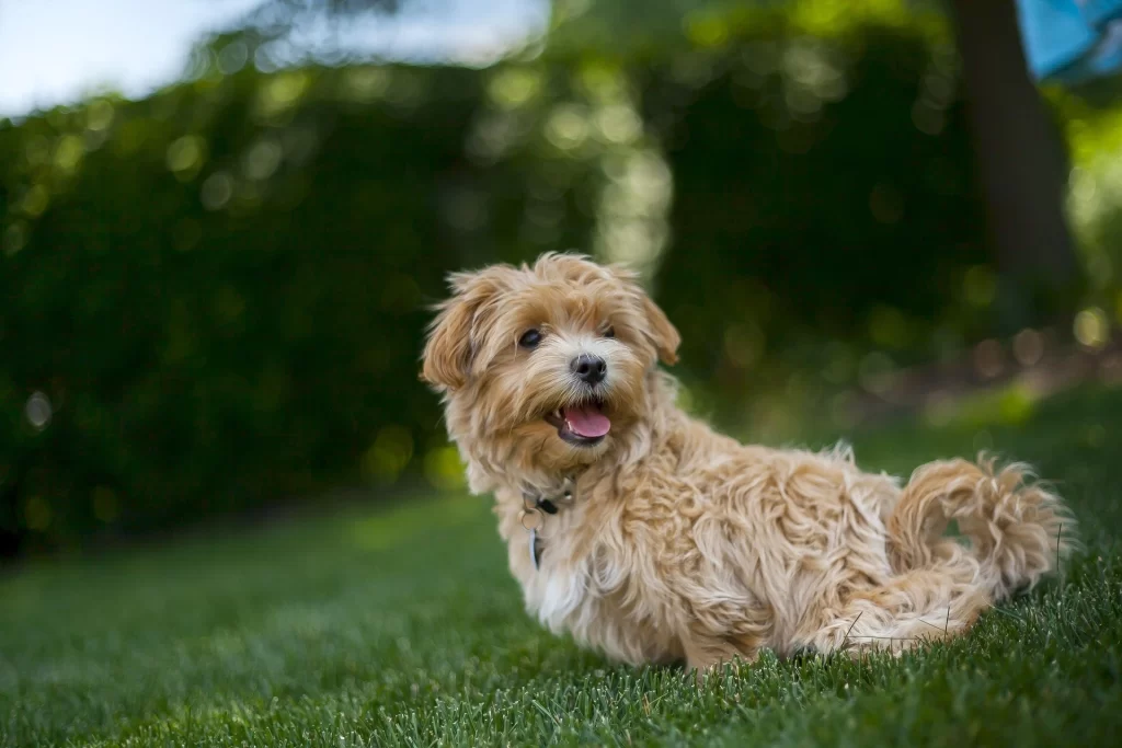 maltipoo-fluffy-curly-puppy