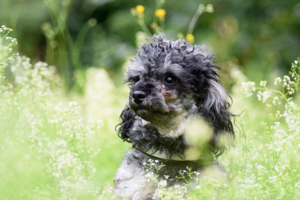 miniature-poodle-curly-hair-breed