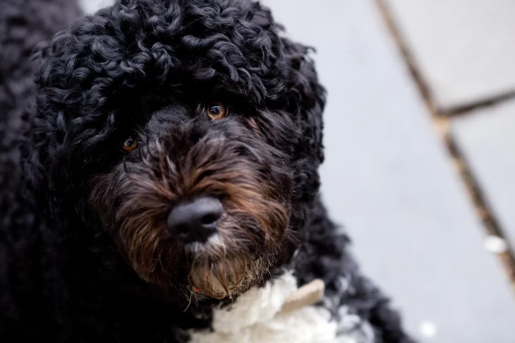 portuguese-water-dog-small-curly