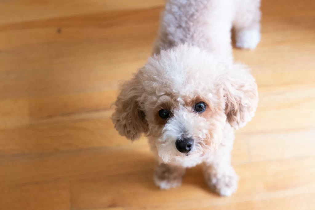toy-poodle-curly-hair-small-dog