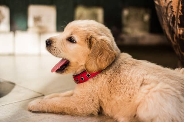 250 Best And Creative Pet Names Ideas | ( UPDATED 2022 ) 250 Best And Creative Pet Names Ideas | ( UPDATED 2022 )