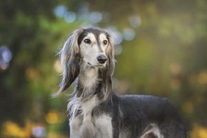 Dog Breed Identification Quiz - Saluki