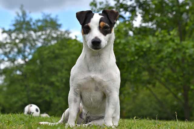 Fastest Dog Breeds - Jack Russell Terrier