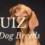 Quiz On Dog Breeds