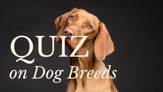 Quiz On Dog Breeds