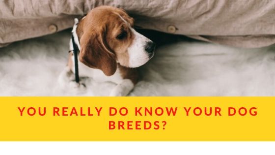 You Really Do Know Your Dog Breeds