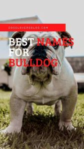 best names for bulldog