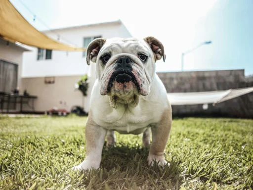 how-to-choose-names-for-bulldog