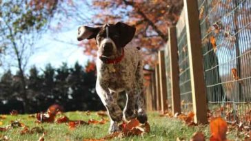 German Shorthaired Pointer Dog Names