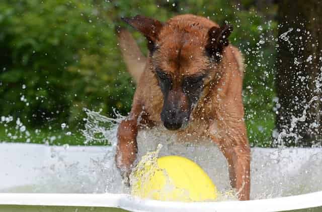 Pool Toys For Dogs