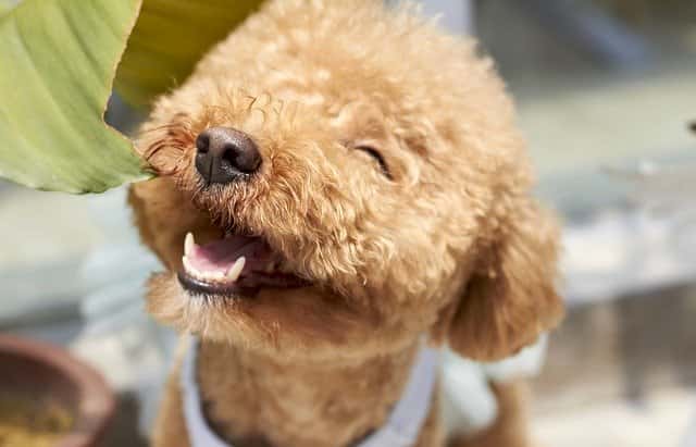 400 Best Dog Names For Poodles From